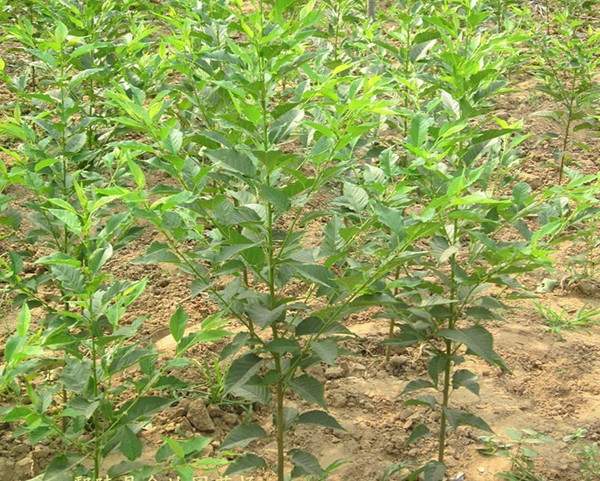 日本樱花种植与选购指南｜园林应用全解析