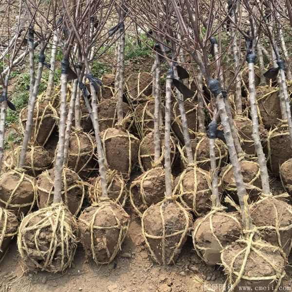 美人梅图片基地实拍 美人梅图片基地实拍