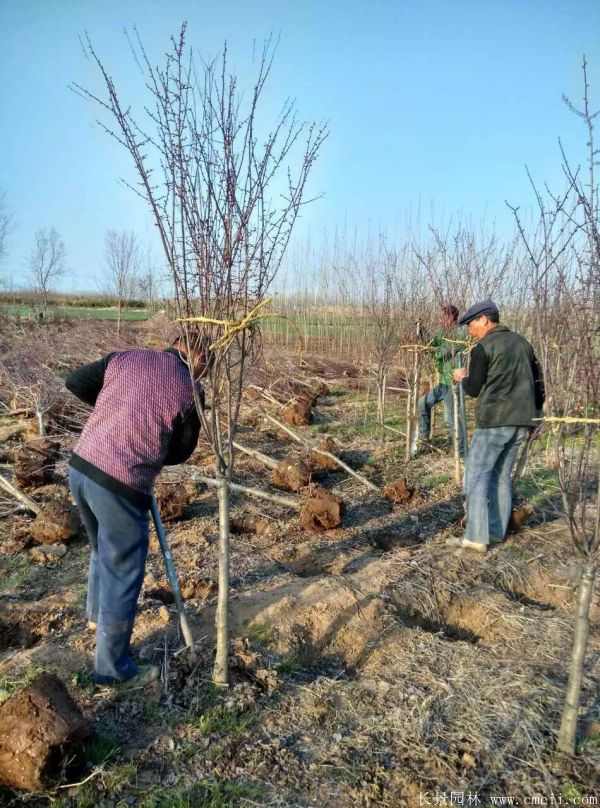 美人梅图片基地实拍 美人梅图片基地实拍