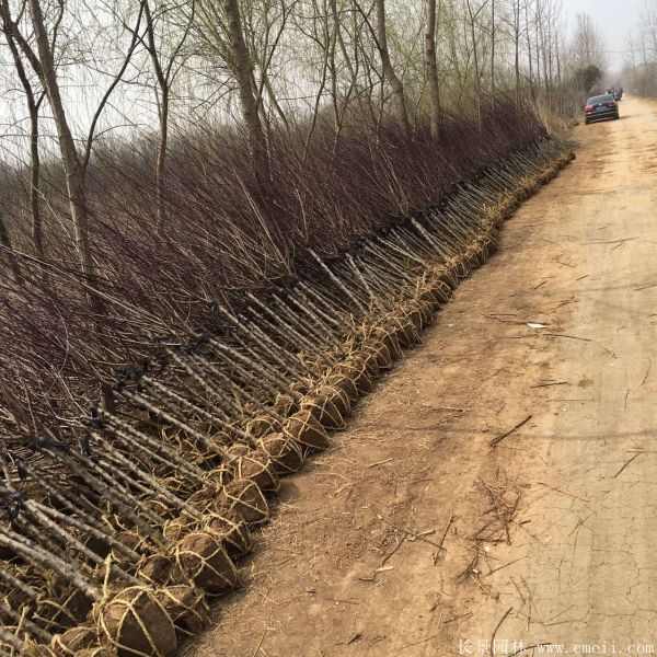 美人梅图片基地实拍 美人梅图片基地实拍