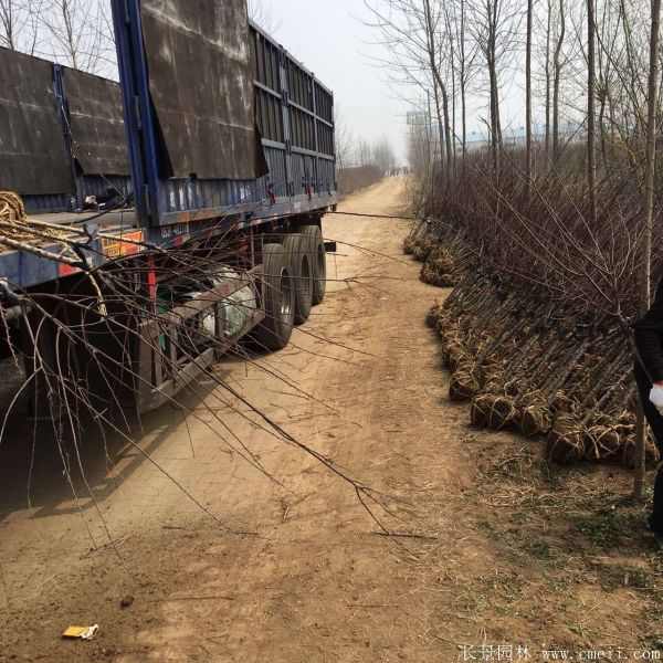 美人梅图片基地实拍 美人梅图片基地实拍