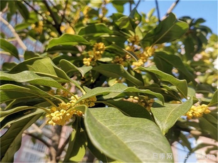 盆栽桂花开花少或不开花?4个原因来年花开满树(图1) 盆栽桂花开花少或不开花?4个原因来年花开满树(图1)