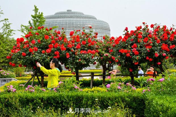 园林绿化的必选树种,为何能够在彩叶苗木市场中持续走俏?(图3) 园林绿化的必选树种,为何能够在彩叶苗木市场中持续走俏?(图3)