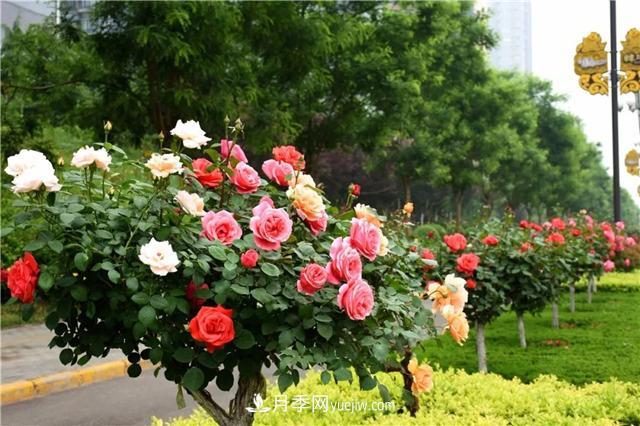 园林绿化的必选树种,为何能够在彩叶苗木市场中持续走俏?(图1) 园林绿化的必选树种,为何能够在彩叶苗木市场中持续走俏?(图1)