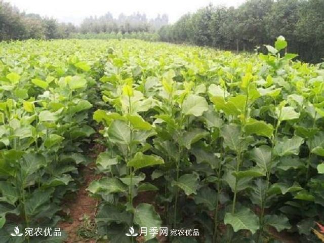 南阳辛夷花苗木的种植栽培技术(图2) 南阳辛夷花苗木的种植栽培技术(图2)