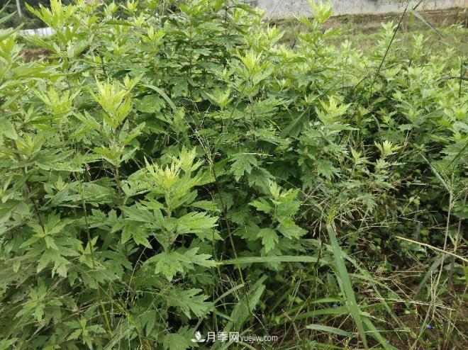种南阳艾草的时候怎么除草,可不可以用草甘膦(图2) 种南阳艾草的时候怎么除草,可不可以用草甘膦(图2)