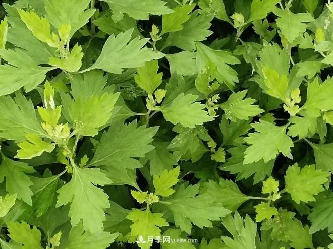 种南阳艾草的时候怎么除草,可不可以用草甘膦(图1) 种南阳艾草的时候怎么除草,可不可以用草甘膦(图1)