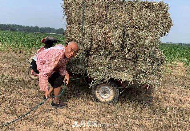 开封市艾草艾根种植编织致富梦想(图2) 开封市艾草艾根种植编织致富梦想(图2)