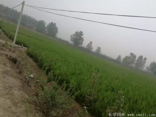 小龙柏图片基地实拍 小龙柏图片基地实拍