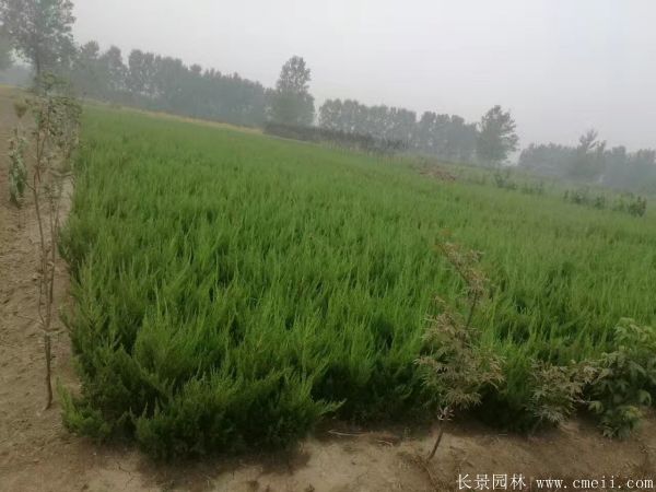 小龙柏图片基地实拍 小龙柏图片基地实拍