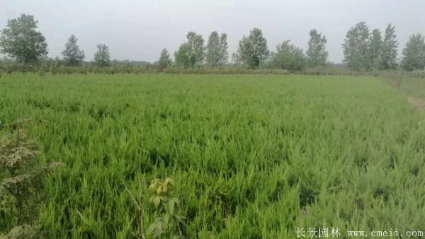 小龙柏图片基地实拍 小龙柏图片基地实拍