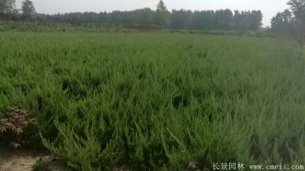 小龙柏图片基地实拍 小龙柏图片基地实拍