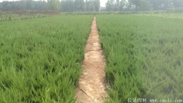 小龙柏图片基地实拍 小龙柏图片基地实拍