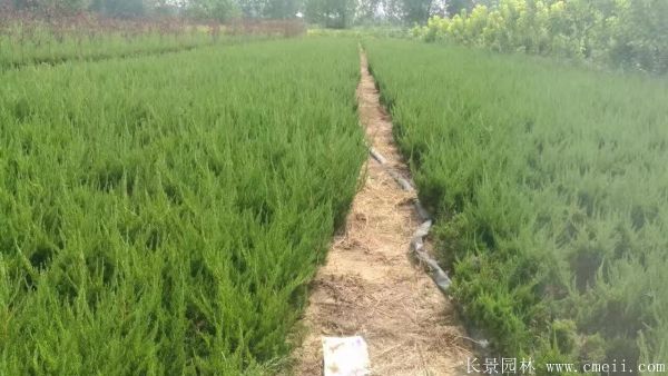 小龙柏图片基地实拍 小龙柏图片基地实拍