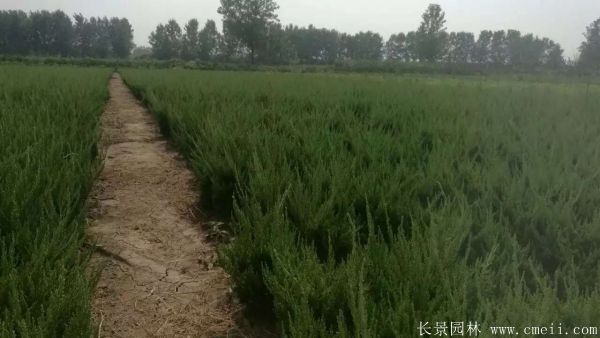 小龙柏图片基地实拍 小龙柏图片基地实拍