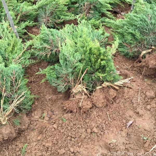 小龙柏图片基地实拍 小龙柏图片基地实拍