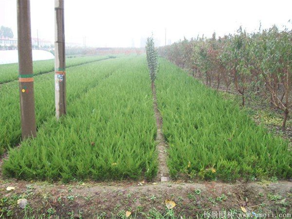 小龙柏图片基地实拍 小龙柏图片基地实拍