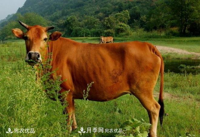 南阳特产:南阳黄牛 黄牛 第一张 南阳特产:南阳黄牛(图1)
