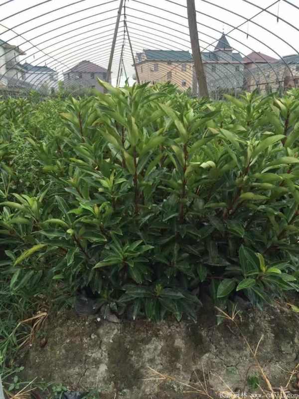 法国冬青图片基地实拍 法国冬青图片基地实拍