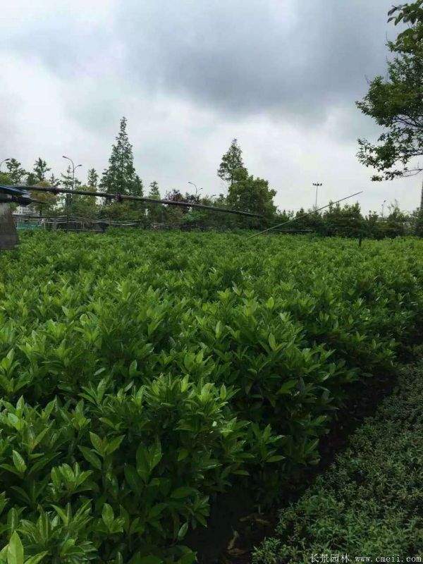 法国冬青图片基地实拍 法国冬青图片基地实拍