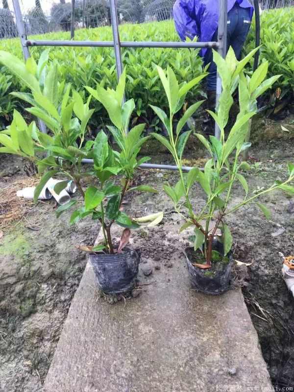 法国冬青图片基地实拍 法国冬青图片基地实拍