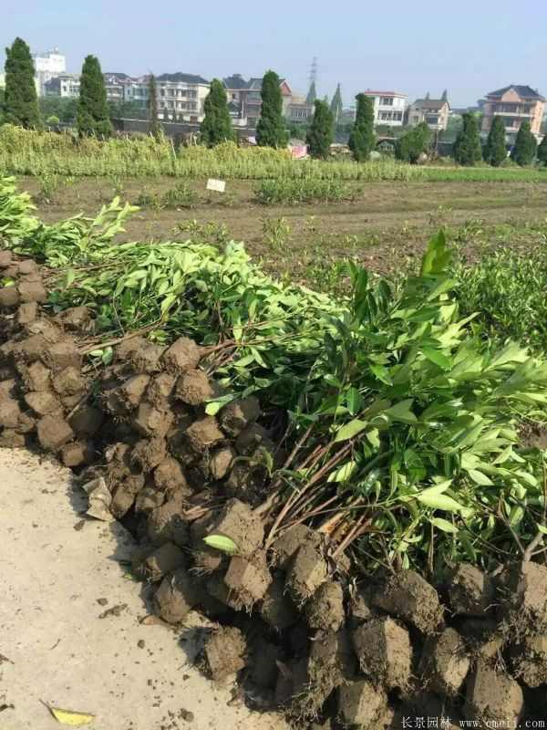 法国冬青图片基地实拍 法国冬青图片基地实拍
