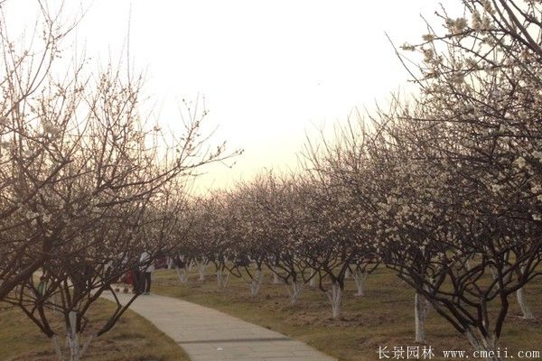 绿梅图片基地实拍 绿梅图片基地实拍