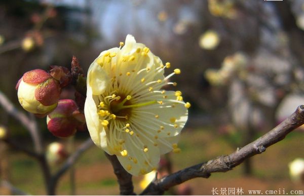 绿梅图片基地实拍 绿梅图片基地实拍