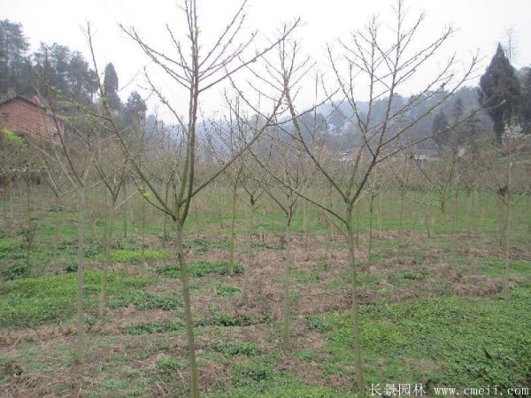 绿梅图片基地实拍 绿梅图片基地实拍