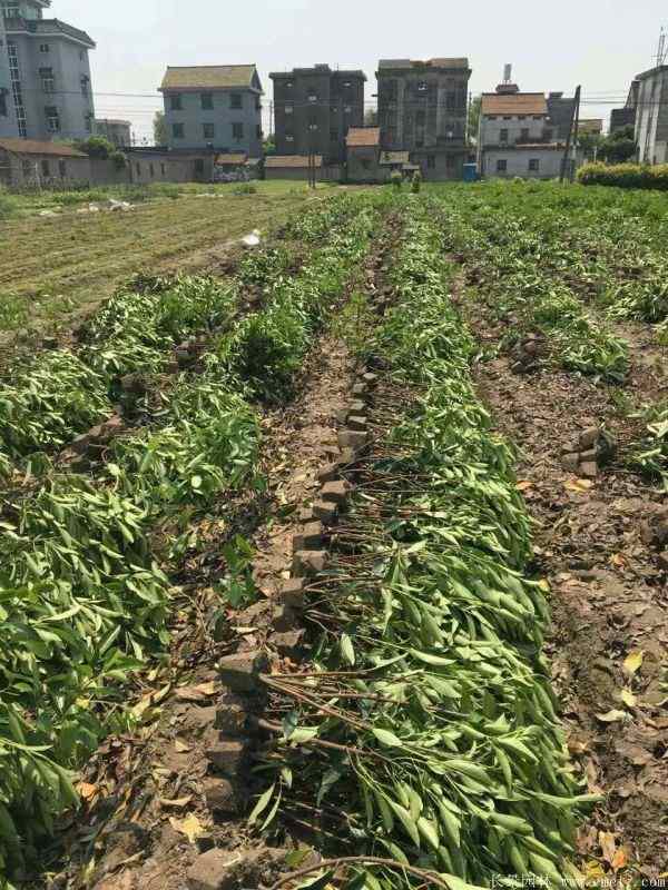 法国冬青图片基地实拍 法国冬青图片基地实拍