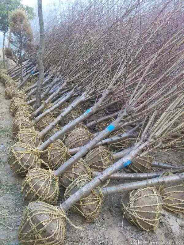 绿梅图片基地实拍 绿梅图片基地实拍
