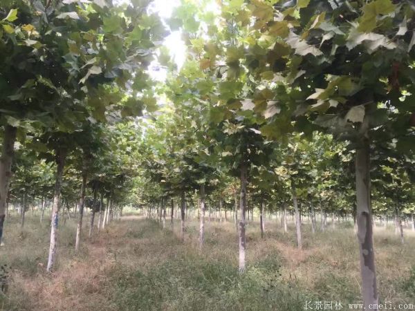 法桐图片法桐基地实拍 法桐图片法桐基地实拍