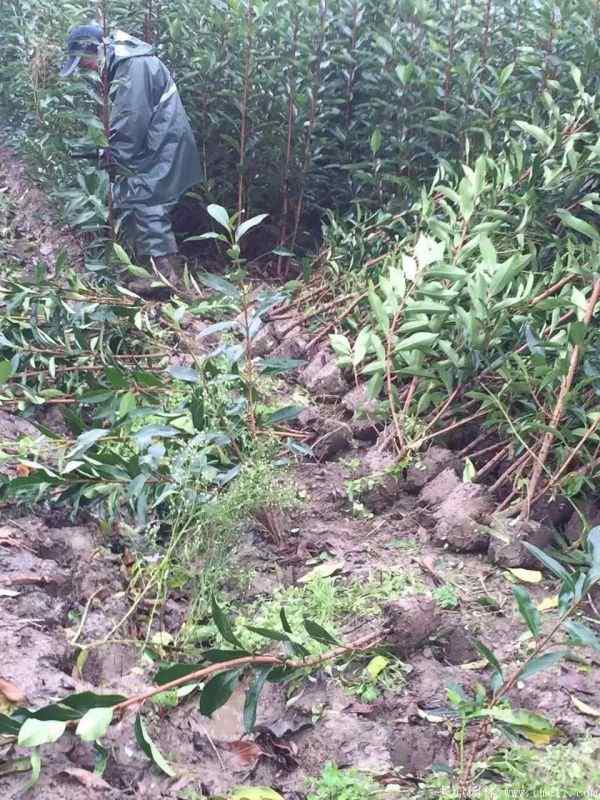 法国冬青图片基地实拍 法国冬青图片基地实拍