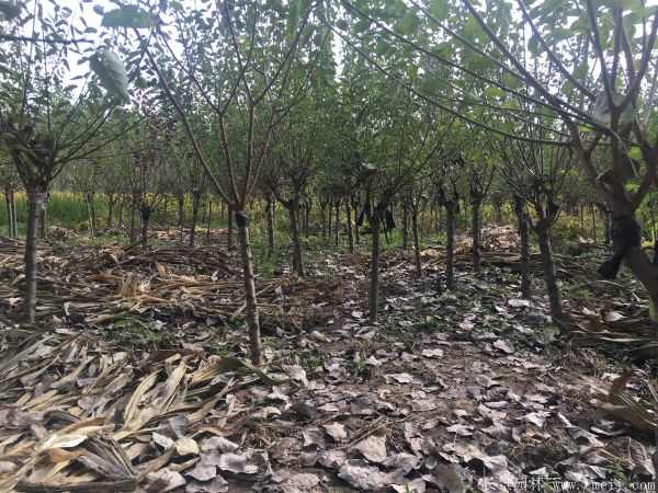 绿梅图片基地实拍 绿梅图片基地实拍
