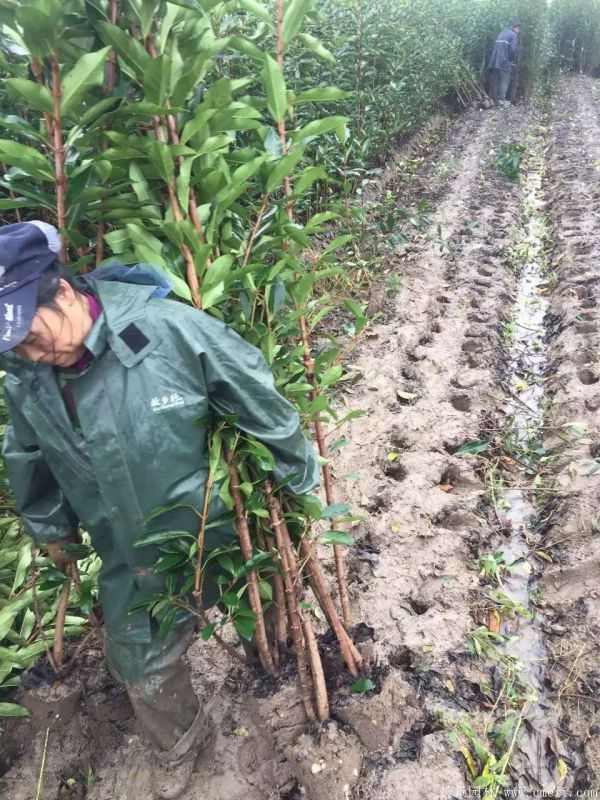 法国冬青图片基地实拍 法国冬青图片基地实拍