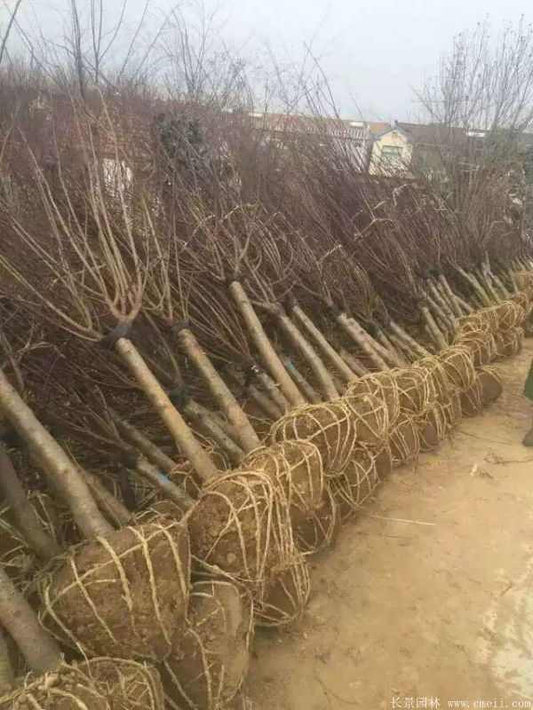 绿梅图片基地实拍 绿梅图片基地实拍