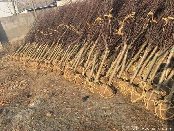 榆叶梅图片基地实拍 榆叶梅图片基地实拍