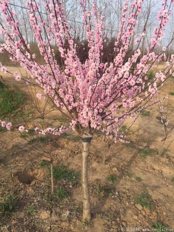 榆叶梅图片基地实拍 榆叶梅图片基地实拍