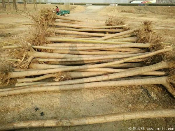 垂柳图片垂柳基地实拍 垂柳图片垂柳基地实拍