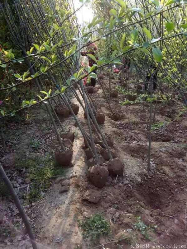 西府海棠图片基地实拍 西府海棠图片基地实拍
