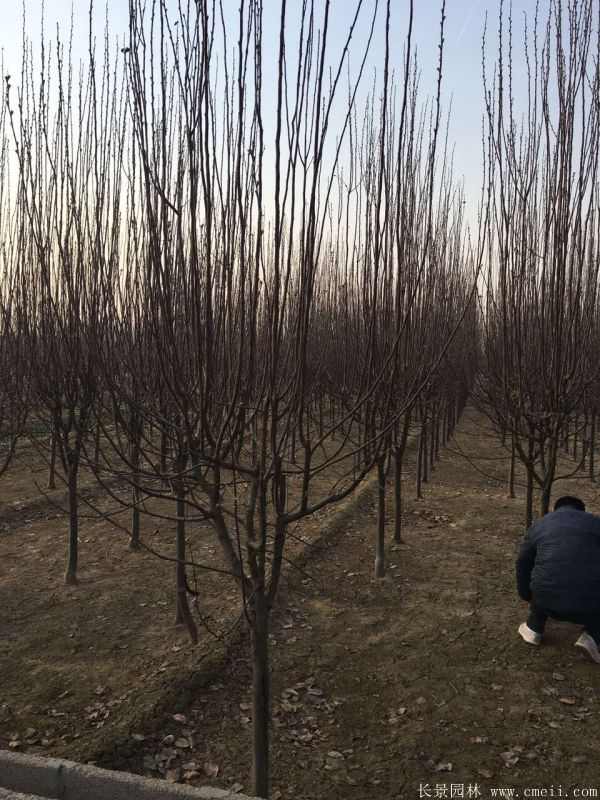 西府海棠图片基地实拍 西府海棠图片基地实拍