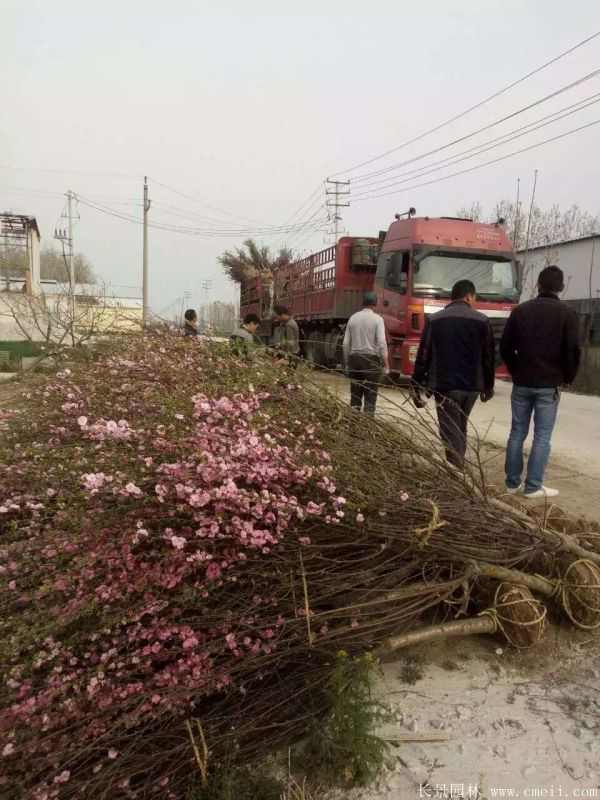 榆叶梅图片基地实拍 榆叶梅图片基地实拍