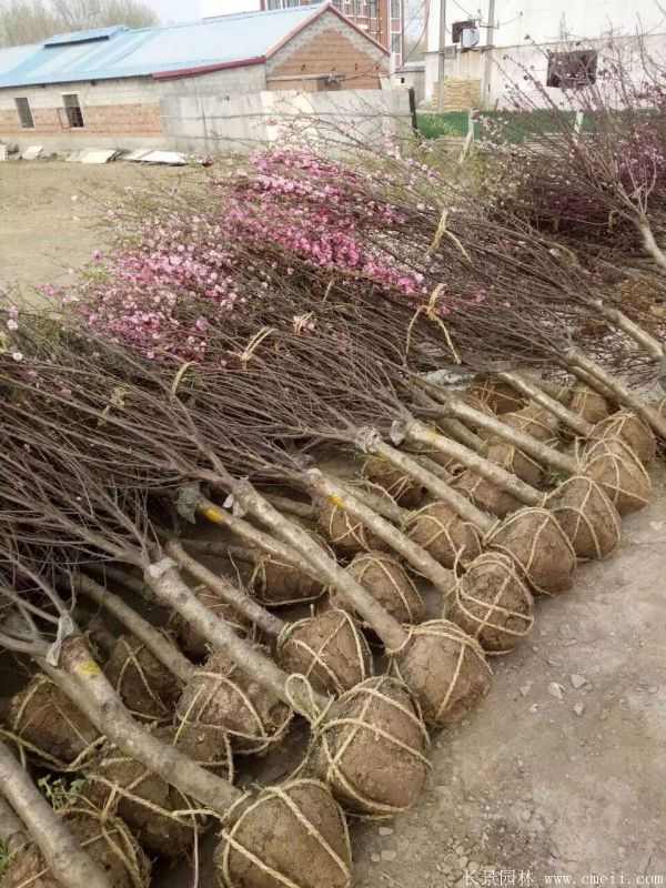 榆叶梅图片基地实拍 榆叶梅图片基地实拍