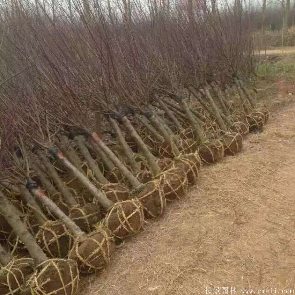 榆叶梅图片基地实拍 榆叶梅图片基地实拍