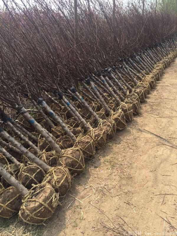 榆叶梅图片基地实拍 榆叶梅图片基地实拍