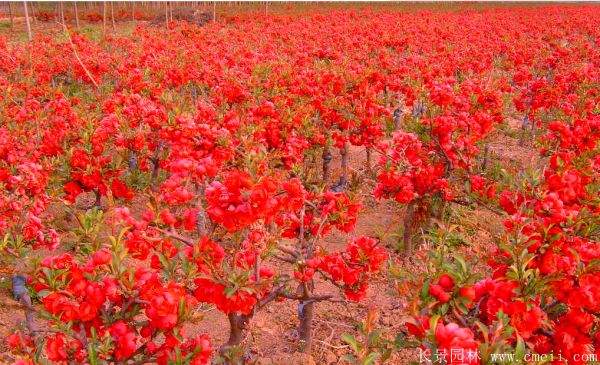 贴梗海棠图片基地实拍 贴梗海棠图片基地实拍