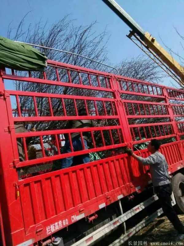 榆叶梅图片基地实拍 榆叶梅图片基地实拍