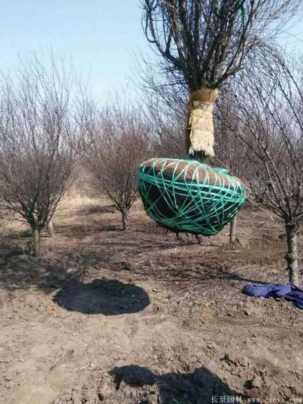 榆叶梅图片基地实拍 榆叶梅图片基地实拍