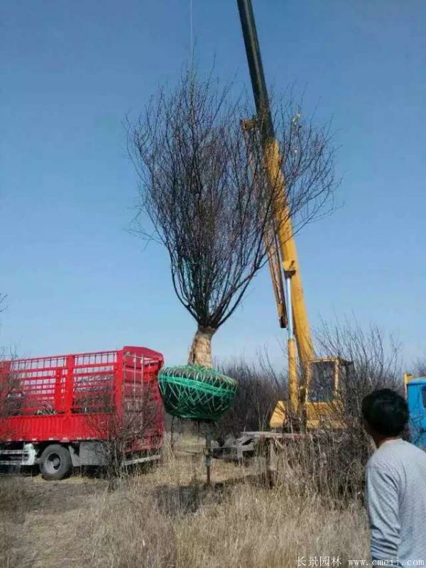 榆叶梅图片基地实拍 榆叶梅图片基地实拍