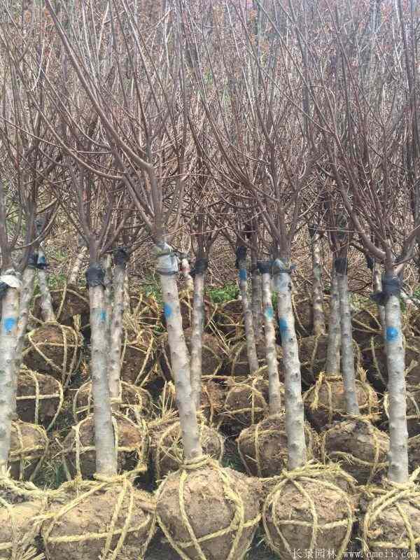 榆叶梅图片基地实拍 榆叶梅图片基地实拍